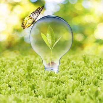 22662439 – light bulb on green grass and butterfly  concept of eco technology